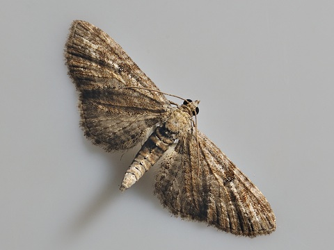 L'Eupith�cie du M�l�ze (Eupithecia lariciata)