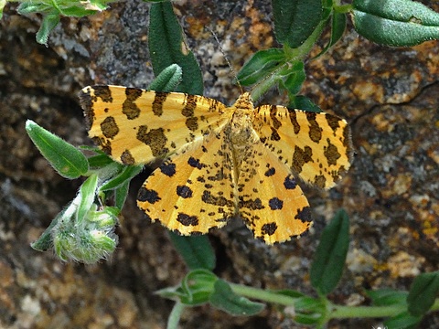 La Panth�re (Pseudopanthera macularia)