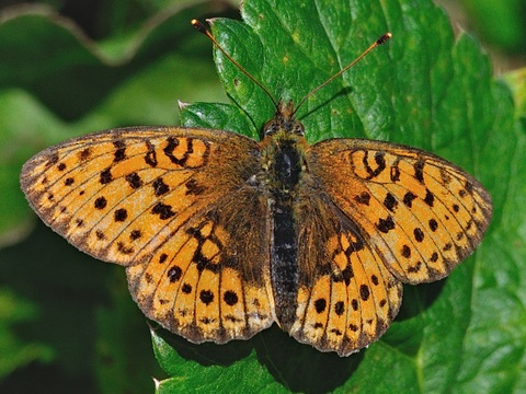 Lesser Marbled Fritillary (Brenthis ino)