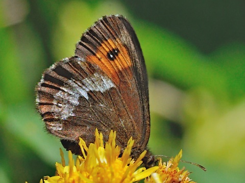 Weibindiger Bergwald-Mohrenfalter (Erebia euryale)