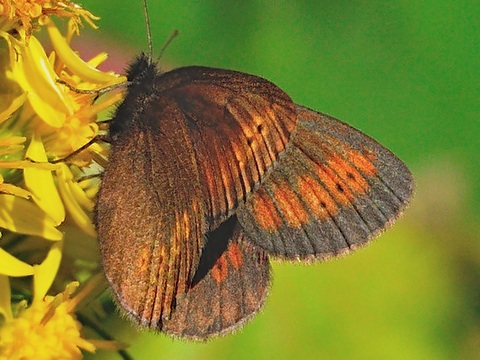 Le Moir des Pturins (Erebia melampus)