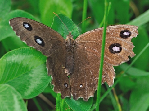 Blauwoogvlinder (Minois dryas)