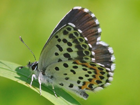 Chequered Blue (Scolitantides orion)