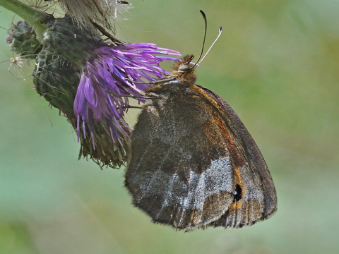 Scotch Argus (Erebia aethiops)