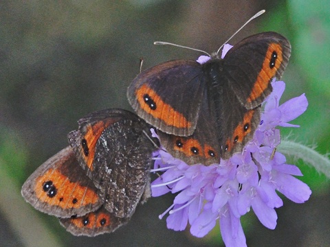 Le Moir striol (Erebia montana)