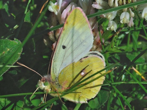 Mountain Clouded Yellow (Colias phicomone)