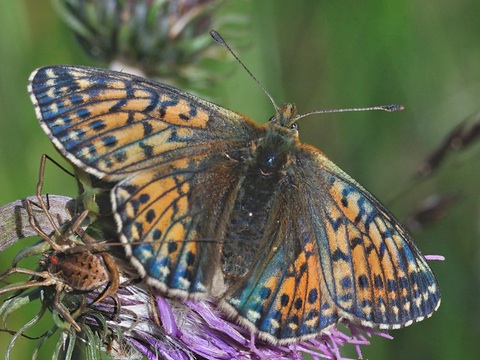 Bergparelmoervlinder (Boloria napaea)