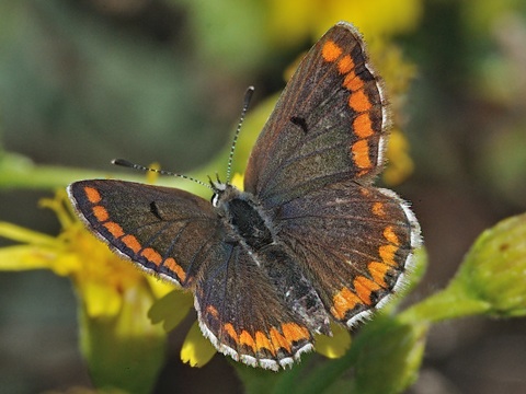 Le Collier-de-corail des Canaries (Aricia cramera)