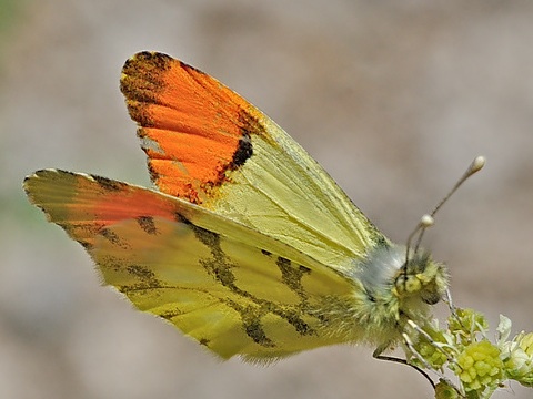 L'Aurore de Provence (Anthocharis euphenoides)