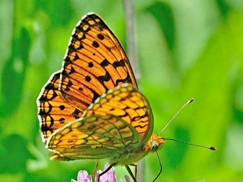 Mittlerer Perlmuttfalter (Argynnis niobe)