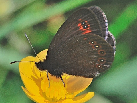 Muntanyesa de mollera (Erebia oeme)