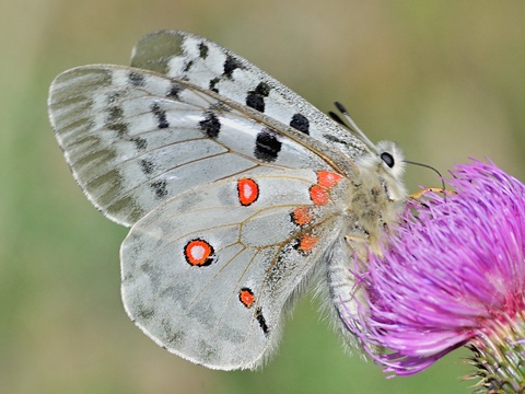 Apolo (Parnassius apollo)