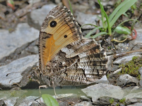 Grayling (Hipparchia semele)