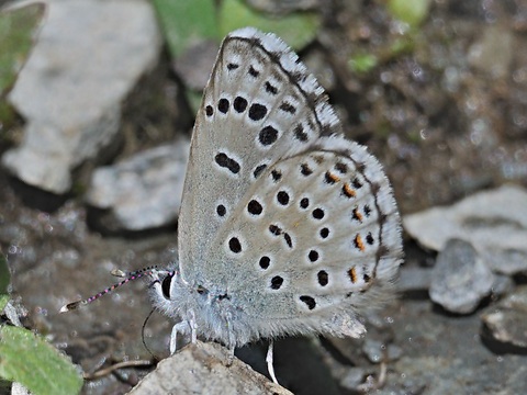 Falso abencerraje (Pseudophilotes baton)