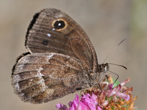 Negra mayor (Satyrus ferula)