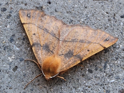 Gepluimde spanner (Colotois pennaria)