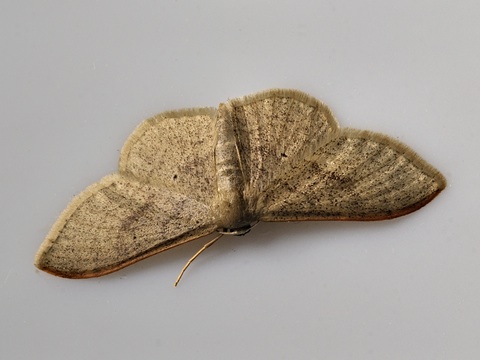 Portland Ribbon Wave (Idaea degeneraria)