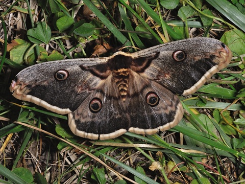 le Grand paon de nuit (Saturnia pyri)