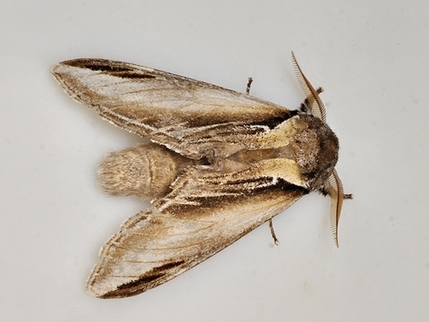 Swallow Prominent (Pheosia tremula)