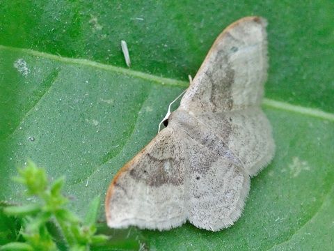 Dwarf Cream Wave (Idaea fuscovenosa)