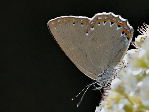 Spanish Purple Hairstreak (Laeosopis roboris)