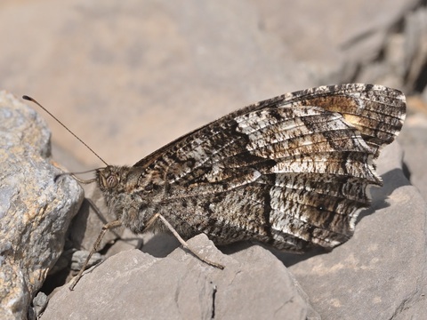 Woodland Grayling (Hipparchia fagi)