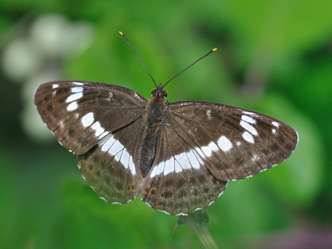 Ninfa del bosque (Limenitis camilla)