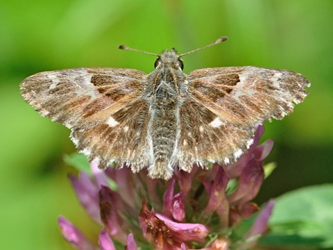 Tufted Marbled Skipper (Carcharodus floccifera)