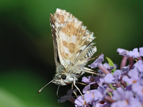 Ajedrezada serrana (Pyrgus alveus)