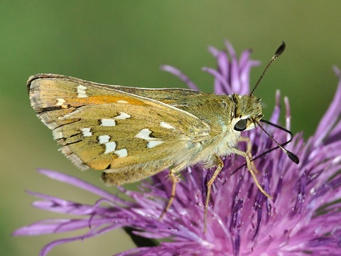 Silver-spotted Skipper (Hesperia comma)