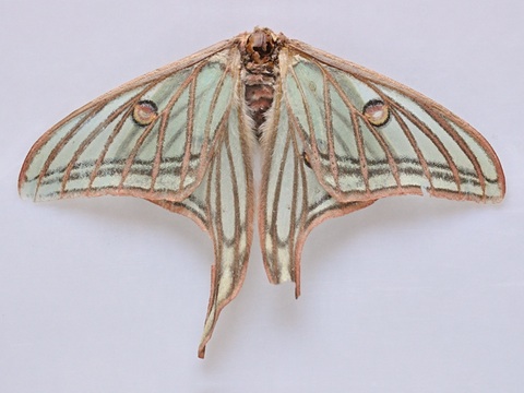 Spanish moon moth (Graellsia isabellae)