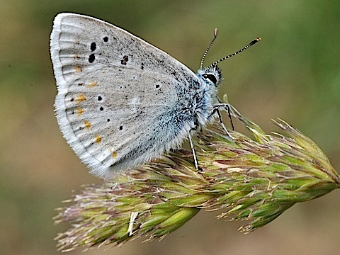 L'Azur� du M�lilot (Polyommatus dorylas)