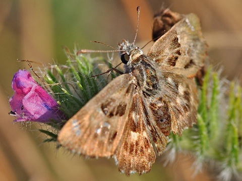 L'Hesprie de la Ballotte (Carcharodus baeticus)