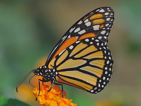 Monarchvlinder (Danaus plexippus)