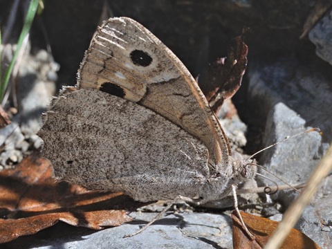 Eisenfarbiger Waldportier (Hipparchia statilinus)