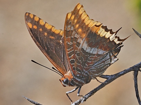 Cuatro colas (Charaxes jasius)