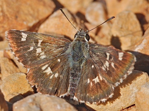 Polvillo dorado (Muschampia proto)