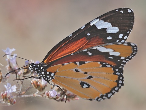 Mariposa tigre (Danaus chrysippus)