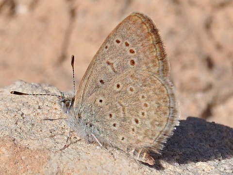 Dark grass blue (Zizeeria knysna)