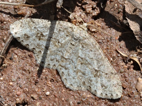 Zackenbindiger Rindenspanner (Ectropis crepuscularia)