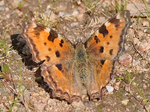 Grote vos (Nymphalis polychloros)