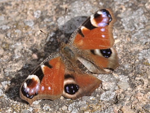 Pavo real (Aglais io)