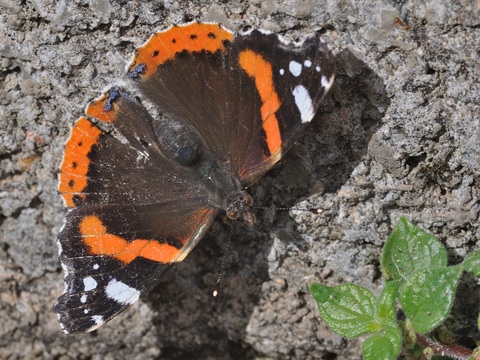 Le Vulcain (Vanessa atalanta)