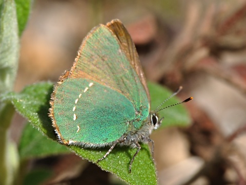 Grner Zipfelfalter (Callophrys rubi)