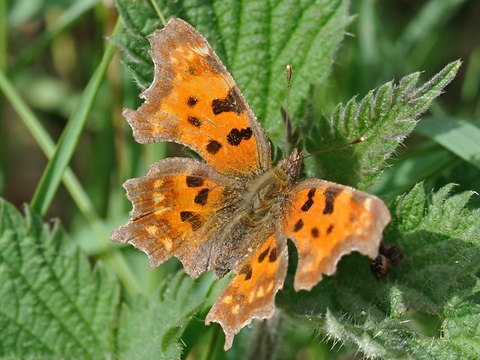 C-blanca (Polygonia c-album)