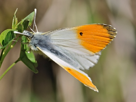 Orange-tip (Anthocharis cardamines)