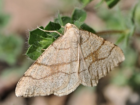 Brindled three-lined moth (Adactylotis contaminaria)