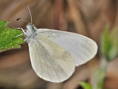 Blanca esbelta (Leptidea sinapis)