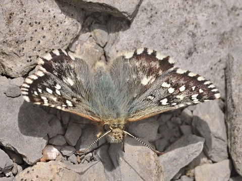 Mehrbrtiger Wrfeldickkopf (Pyrgus armoricanus)