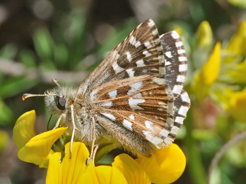 Ajedrezada menor (Pyrgus malvoides)